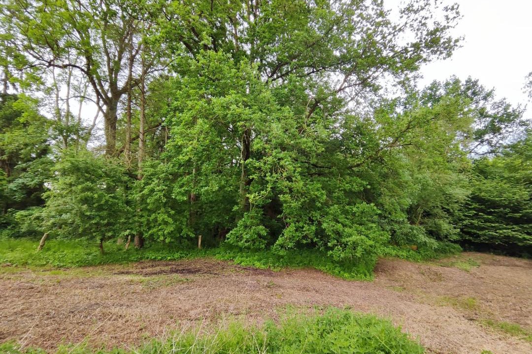 Photo of Others in Damshagen