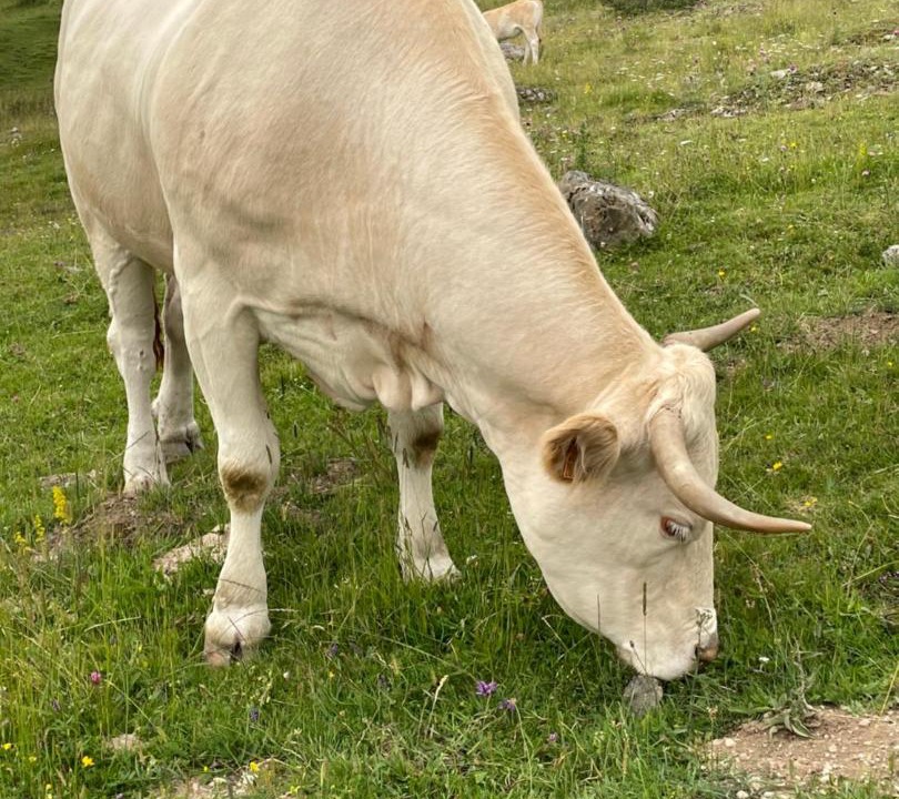 Photo of Others in Saint-Lary-Soulan