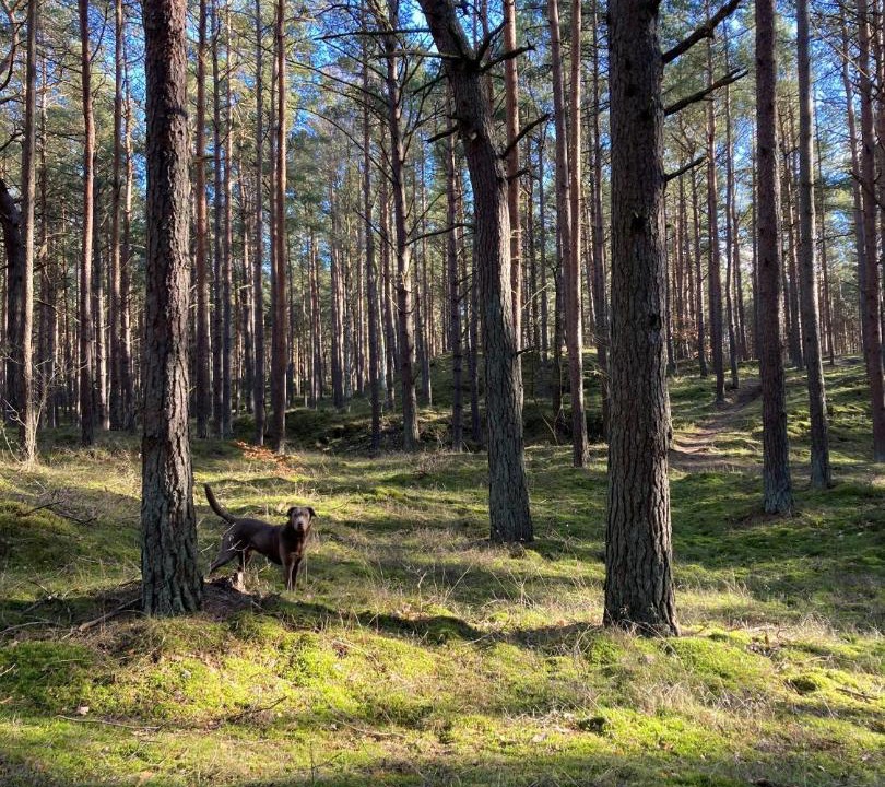 Photo of Others in Trassenheide