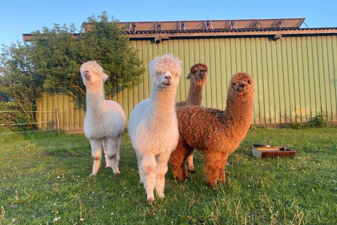 Photo of Others in Langenhorn