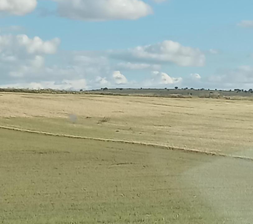 Photo of Others in Torralba de los Sisones
