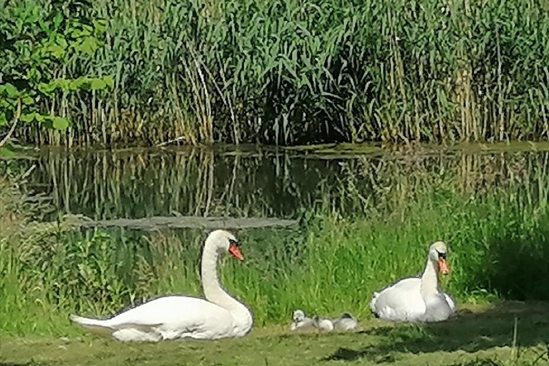 Photo of Others in Ueckermuende