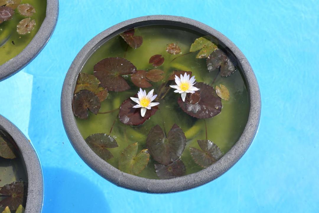 Photo of Others in Chejilipes