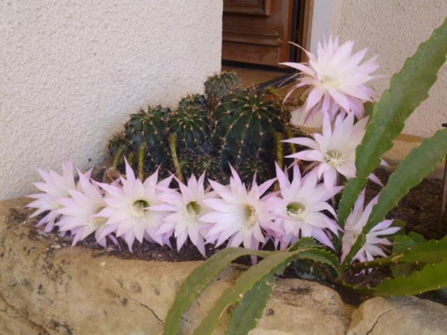 Photo of Others in Bouillargues