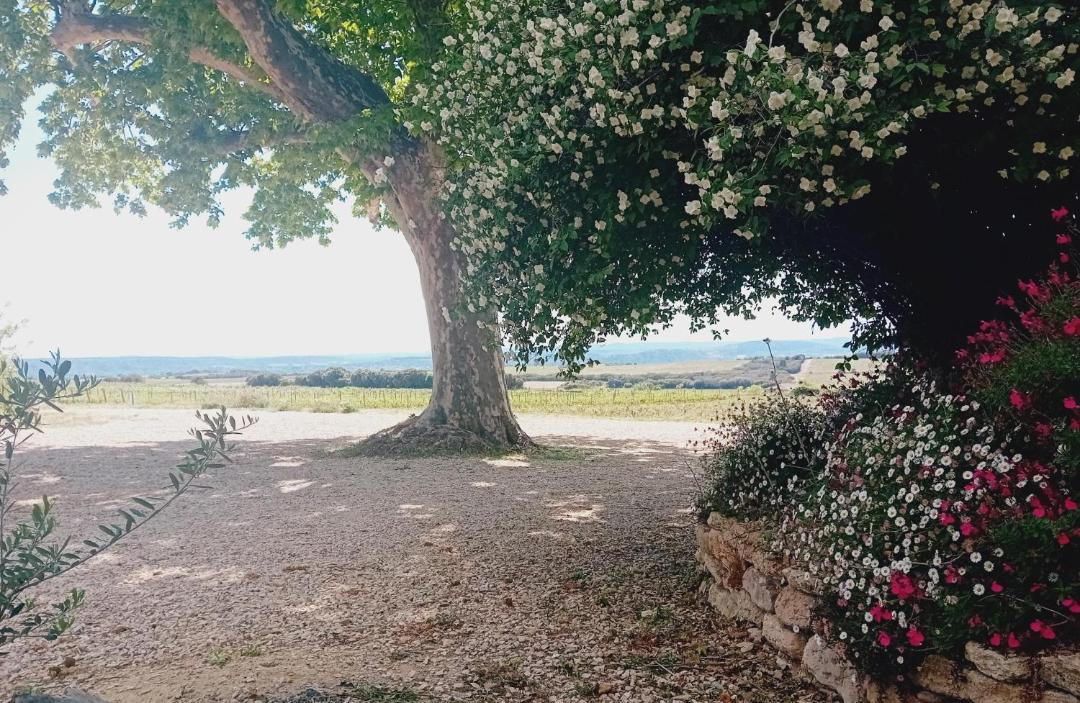 Photo of Others in Chateauneuf-du-Pape