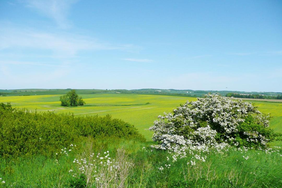 Photo of Others in Lohme