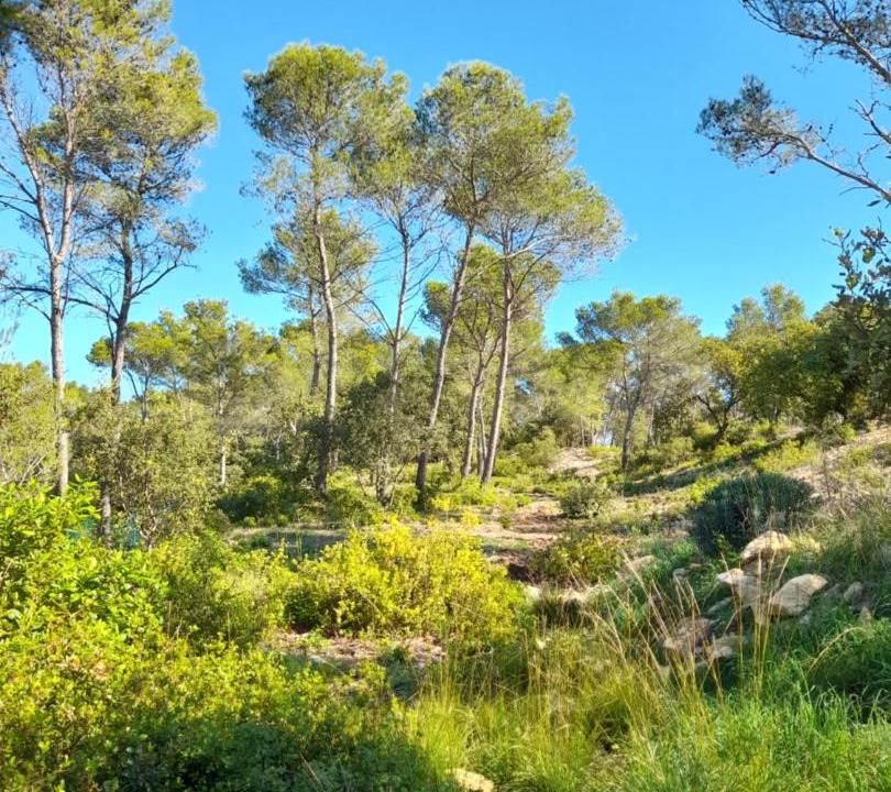 Photo of Outdoor in Langlade