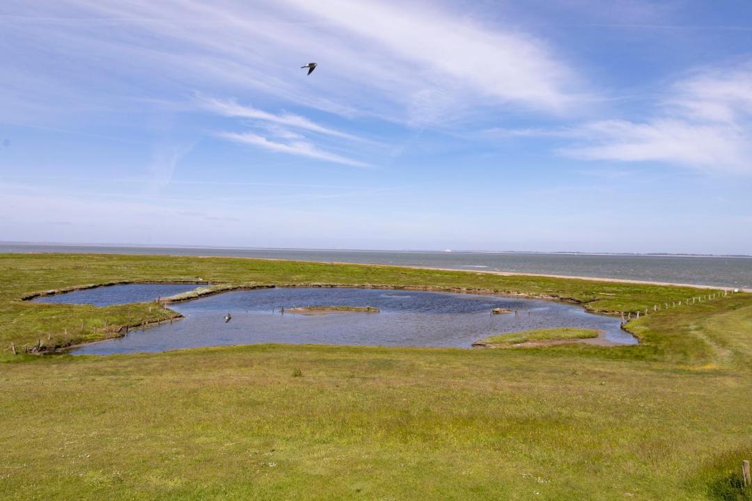 Photo of Others in Hallig Langeneß