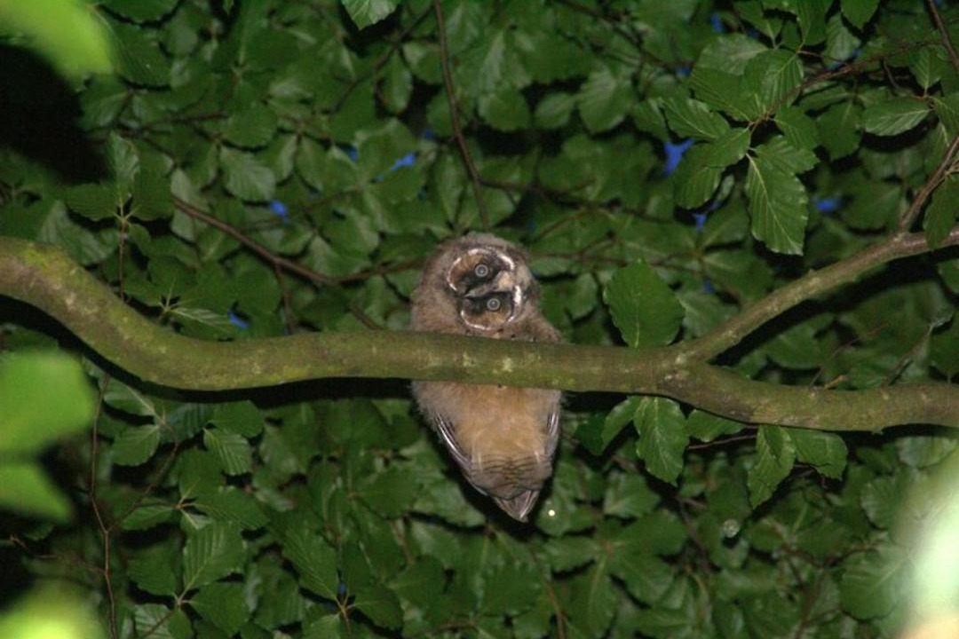 Photo of Others in Sandau