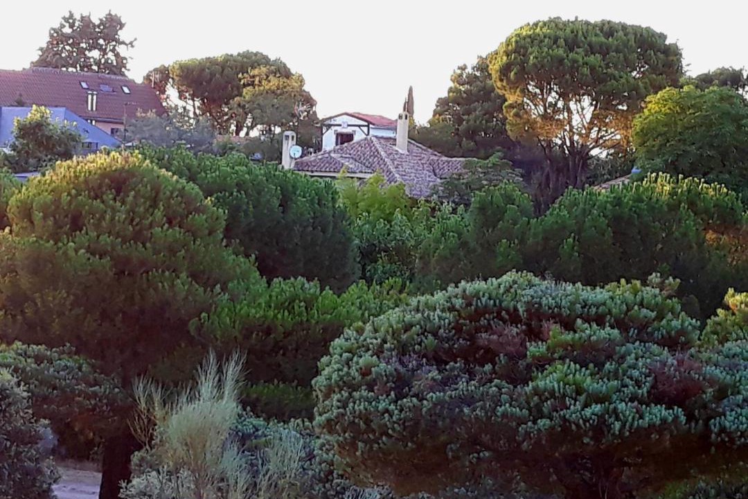 Photo of Others in Majadahonda