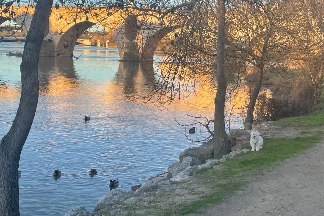 Photo of Others in Zamora