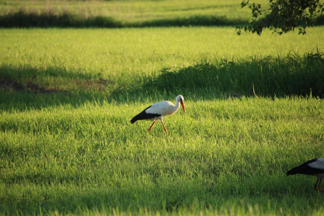 Photo of Others in Werben