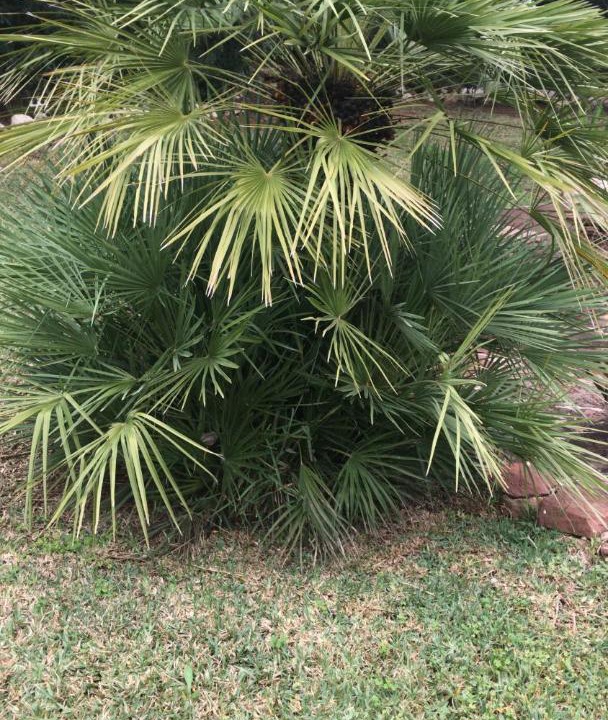 Photo of Outdoor in El Tosalet