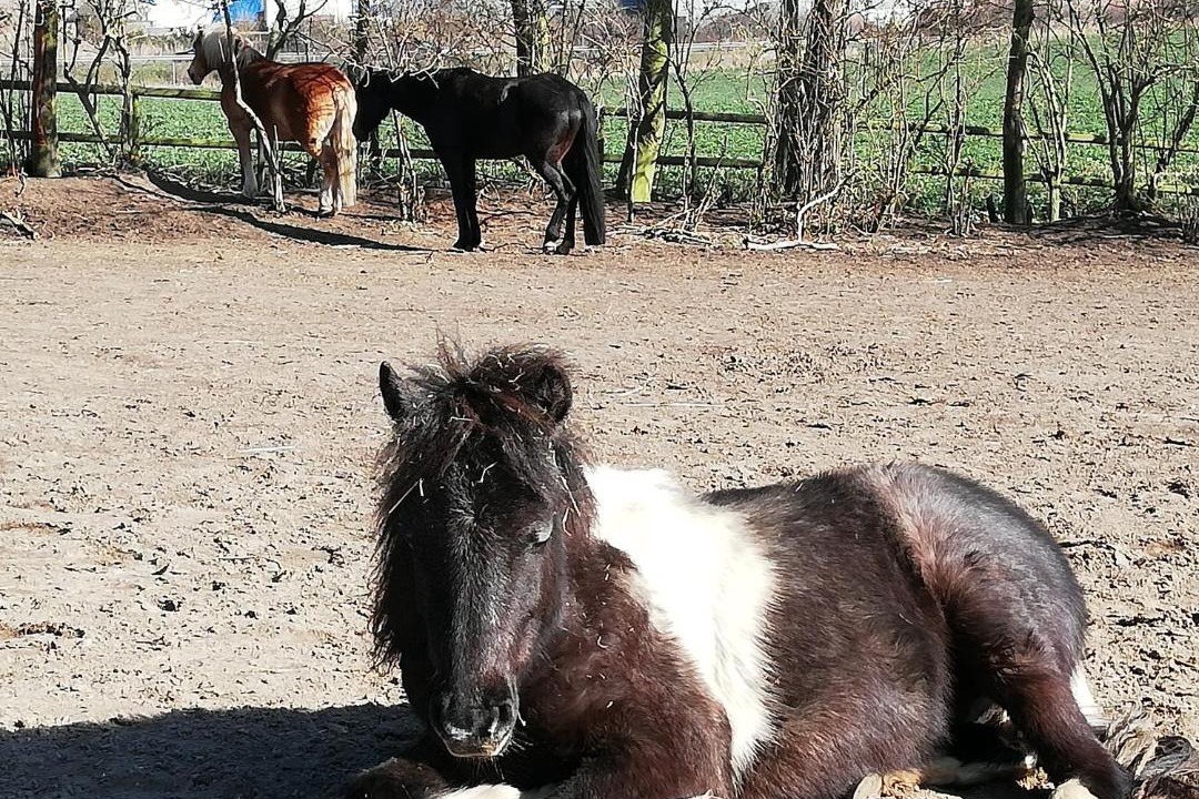 Photo of Others in Oldenburg in Holstein