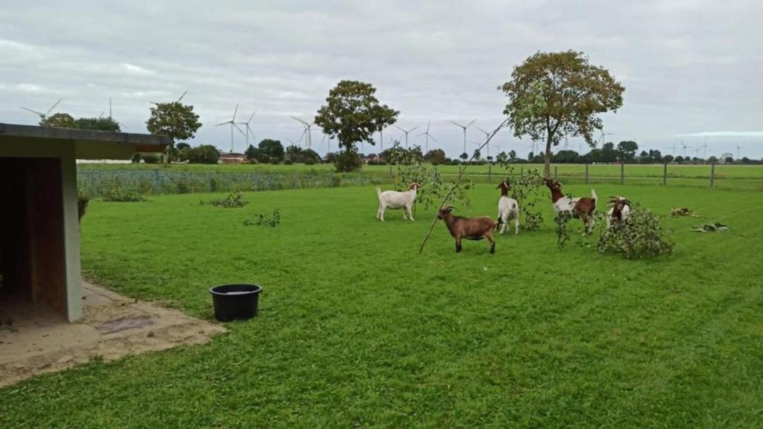 Photo of Others in Friedrichskoog