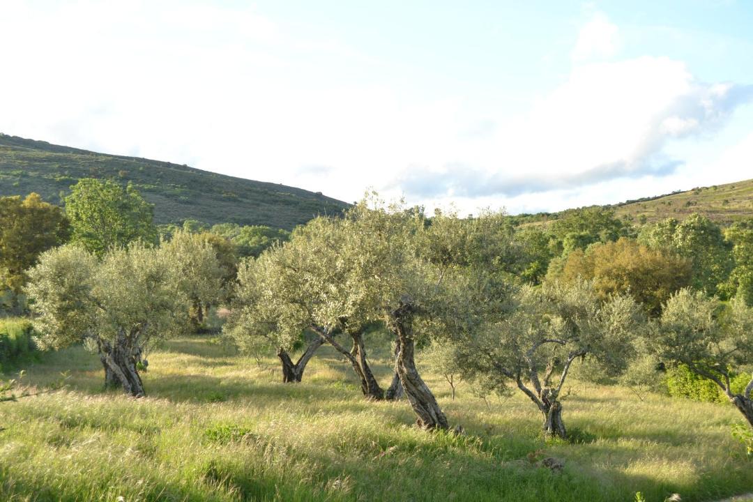 Photo of Outdoor in Acebo