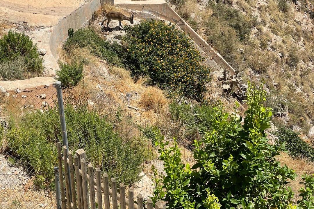 Photo of Others in Frigiliana