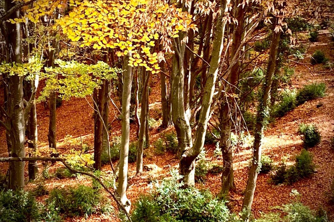 Photo of Others in Castellar del Riu