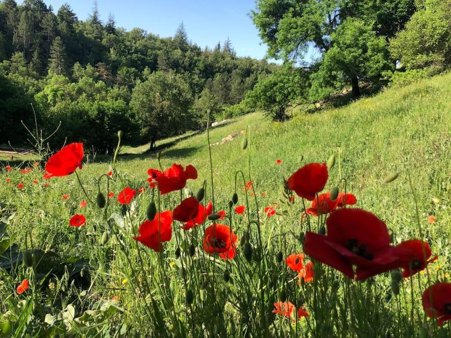 Photo of Others in Saignon