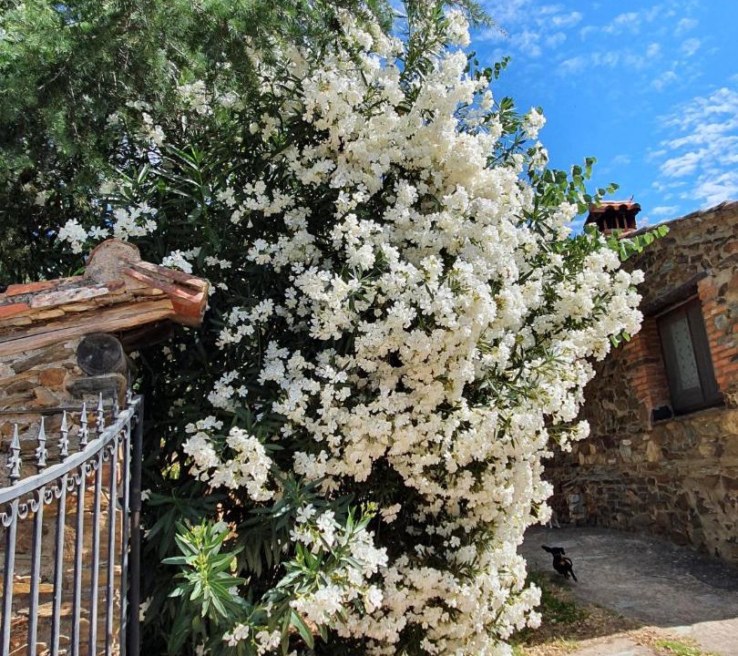 Photo of Outdoor in La Acena de la Borrega