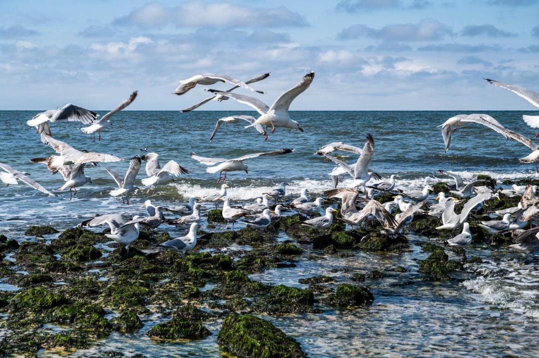 Photo of Others in Sylt-Ost