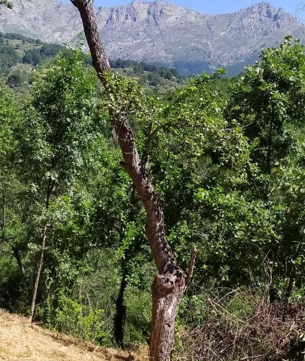 Photo of Outdoor in El Hornillo