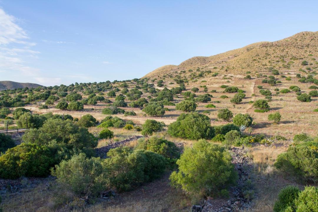 Photo of Others in Los Albaricoques