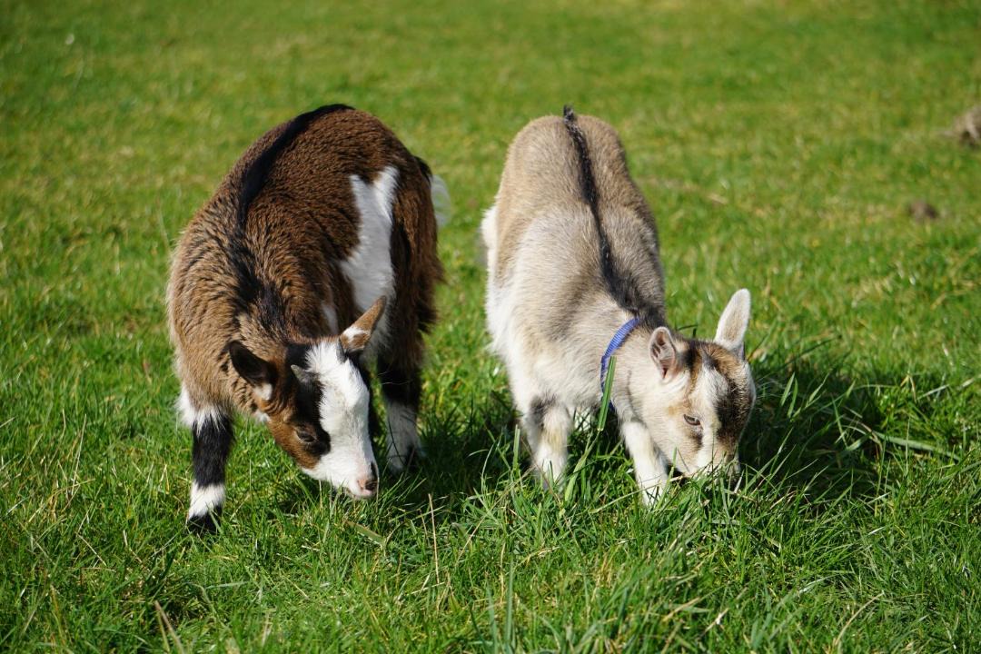 Photo of Others in Oldenburg in Holstein