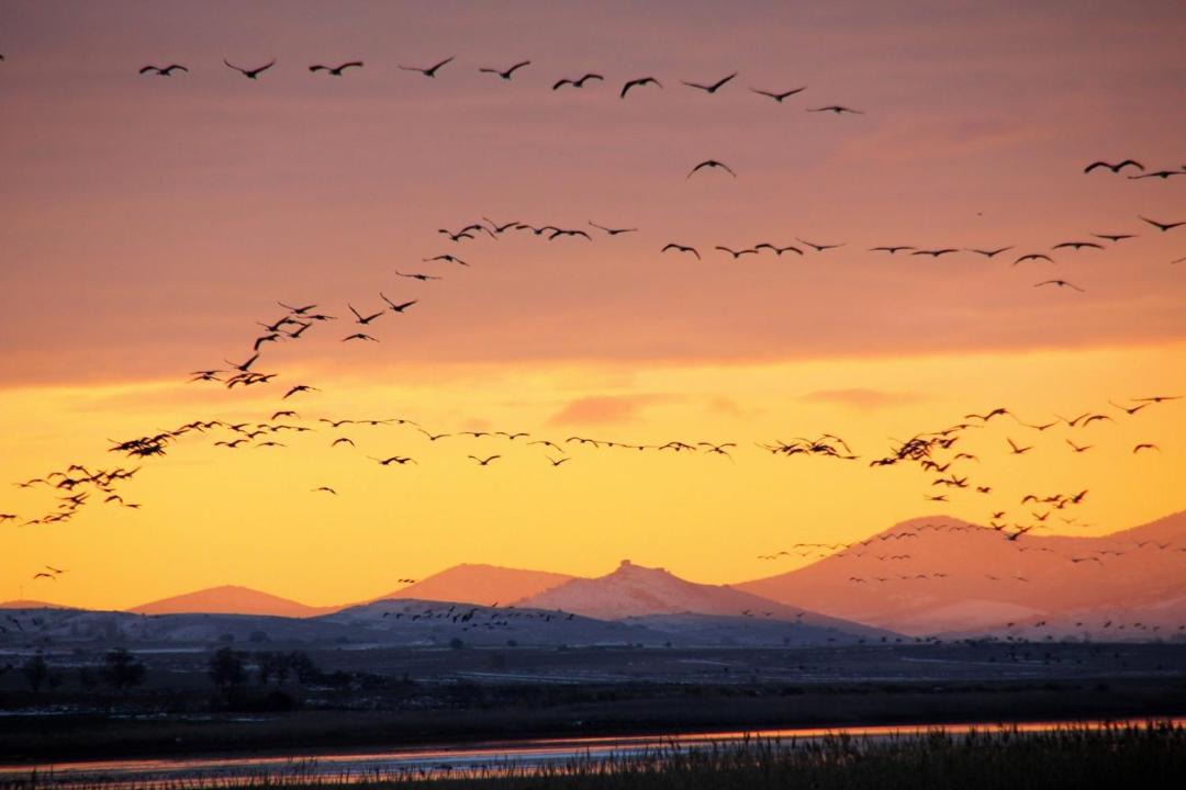 Photo of Others in Gallocanta