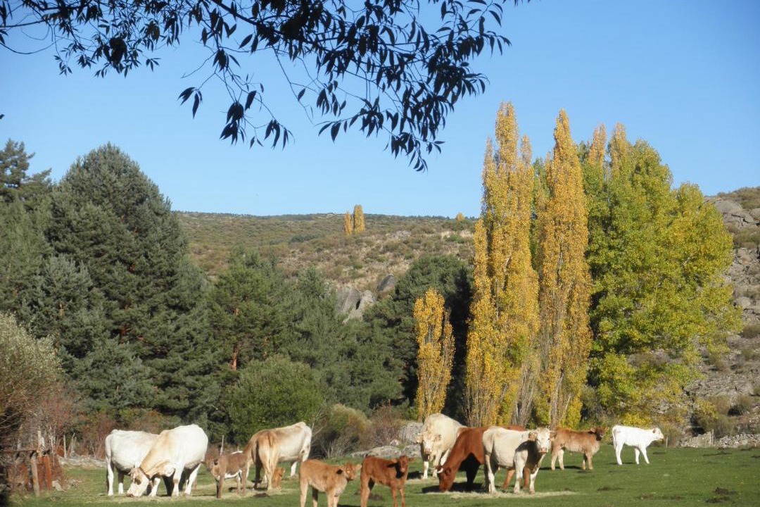 Photo of Others in Hoyos del Collado
