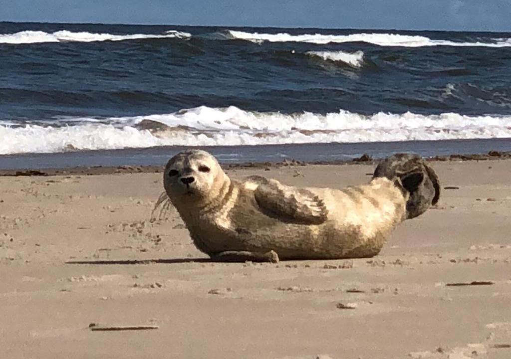 Photo of Others in Norderney