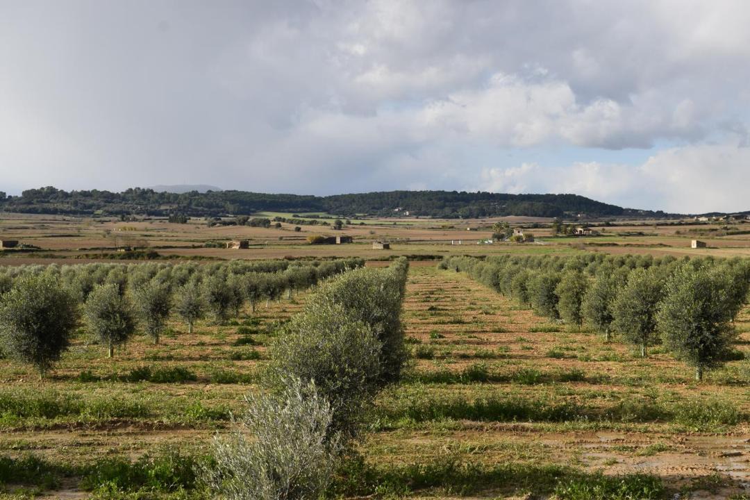 Photo of Others in Sant Joan