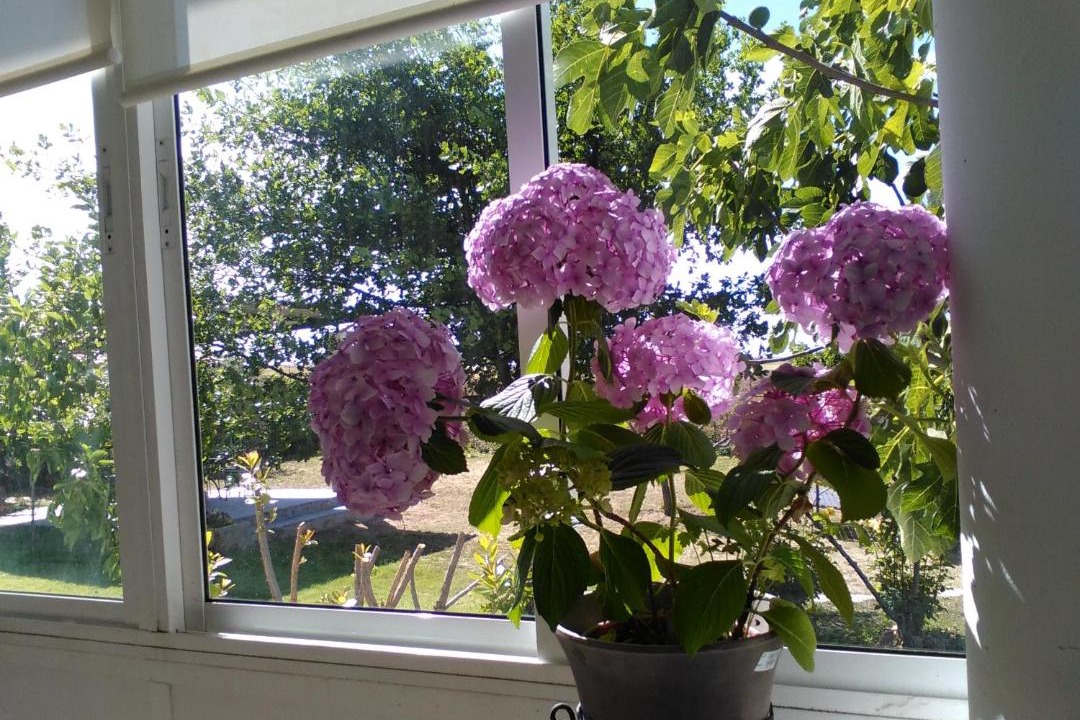 Photo of Patio Balcony in Pelabravo